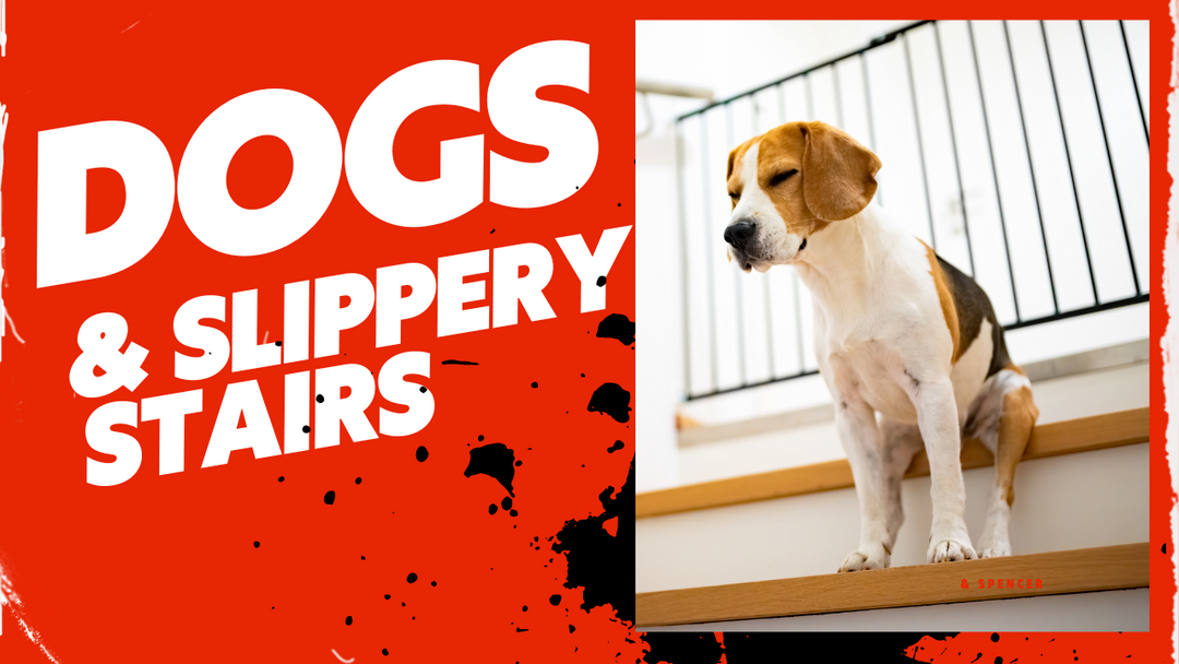 Canadian dogs and slippery stairs
